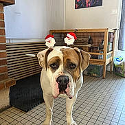 Bigmama a rejoint le concours — aidez-le/la à gagner de superbes lots ! dog, indoor, pet, animal, santa_hat, headband, floor, tile_floor, rabbit, pet_cage, portrait, painting, wall_art, cozy, expression, looking_at_camera, furniture, living_room, decor, cute