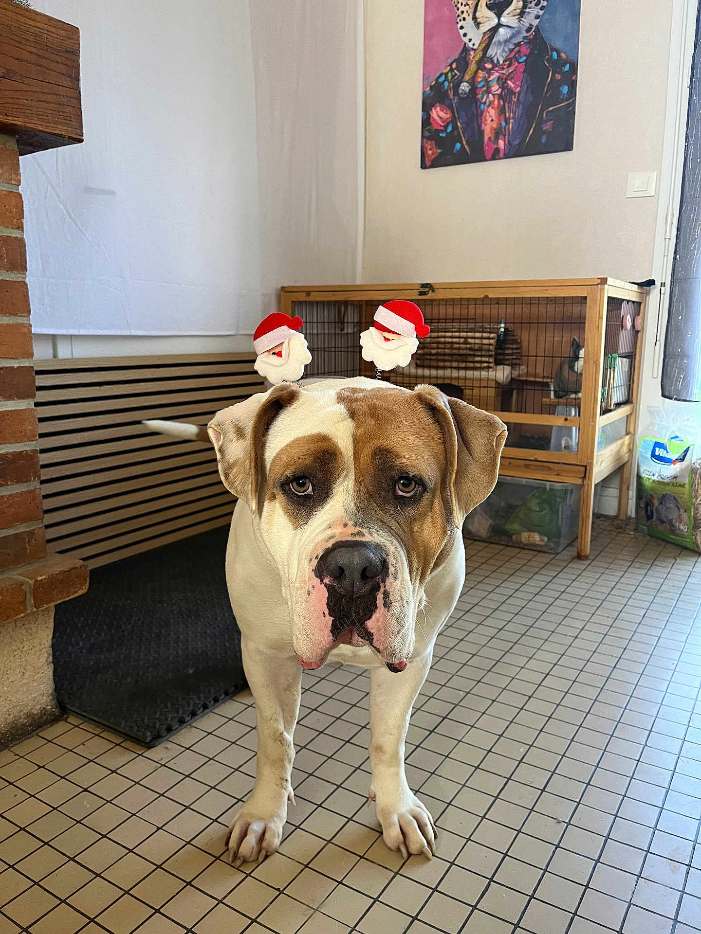 Bigmama a rejoint le concours — aidez-le/la à gagner de superbes lots ! dog, indoor, pet, animal, santa_hat, headband, floor, tile_floor, rabbit, pet_cage, portrait, painting, wall_art, cozy, expression, looking_at_camera, furniture, living_room, decor, cute