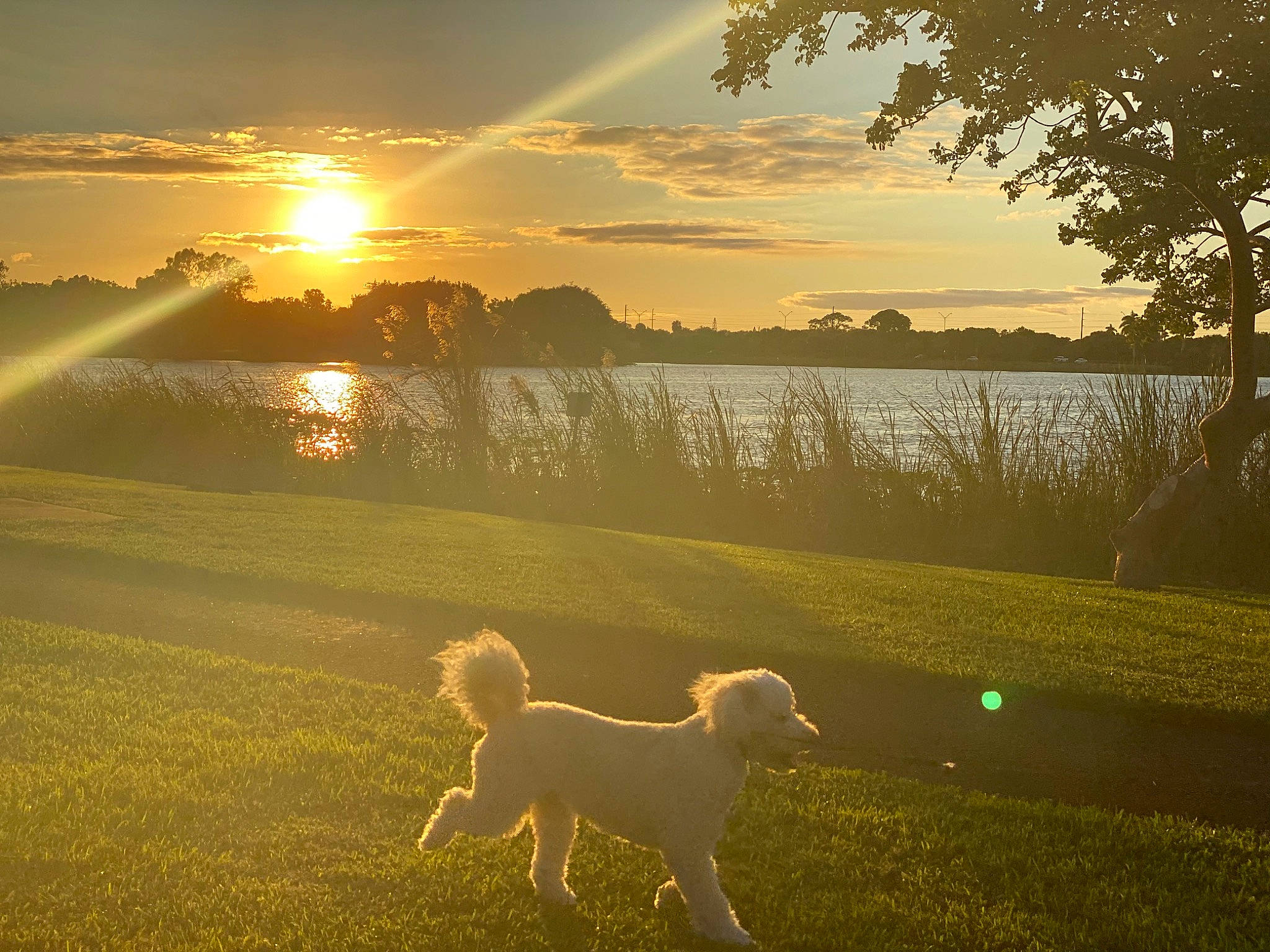 Leo is registered to the contest to win money with this photo: atmospheric_phenomenon, canidae, carnivore, cloud, companion_dog, dog, dog_breed, evening, field, grass, grassland, lens_flare, light, meadow, morning, nature, sky, sporting_group, sunlight, sunrise