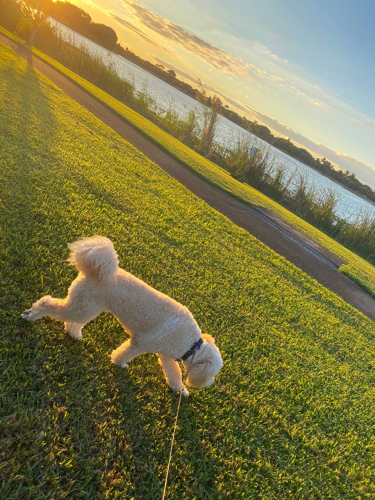 Leo is registered to the contest to win money with this photo: canidae, carnivore, cloud, companion_dog, dog, dog_breed, grass, grass_family, grassland, meadow, morning, non_sporting_group, poodle, sky, standard_poodle, sunlight, toy_dog, toy_poodle