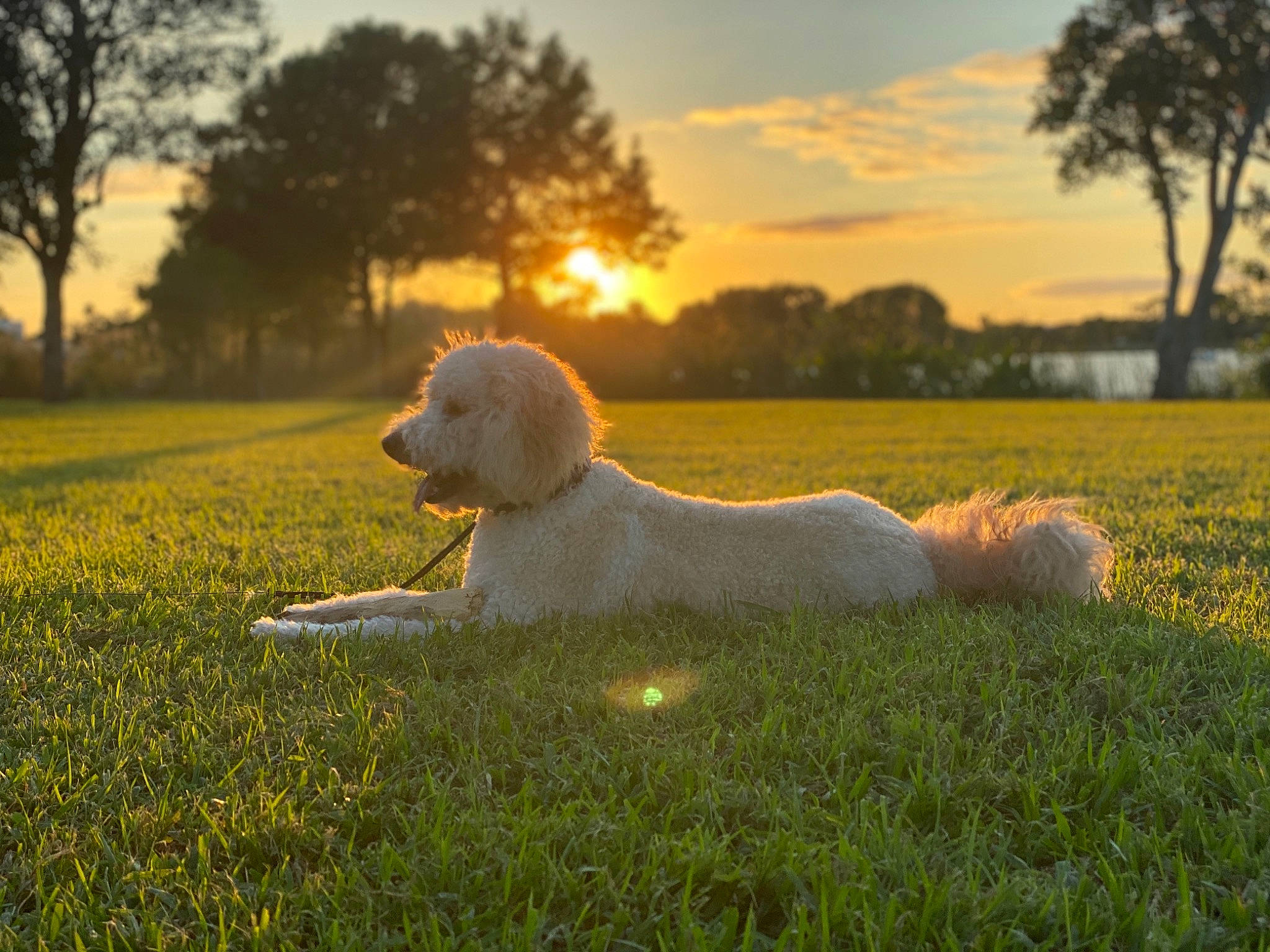 Leo is registered to the contest to win money with this photo: canidae, carnivore, cloud, companion_dog, dog, dog_breed, grass, mammal, meadow, morning, sky, spinone_italiano, sporting_group, sunlight, sunset