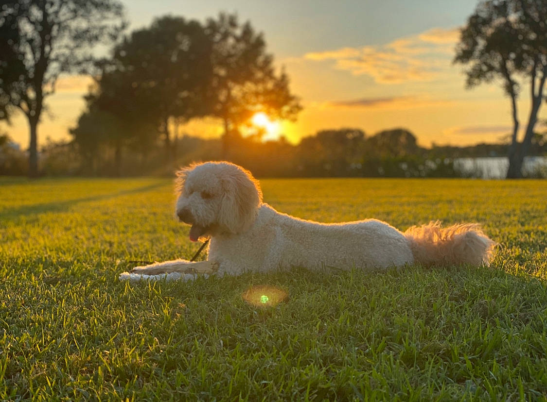 Leo joined the competition — help win amazing prizes! canidae, carnivore, cavachon, companion_dog, dog, dog_breed, grass, meadow, morning, pasture, sky, spinone_italiano, sporting_group, sunlight
