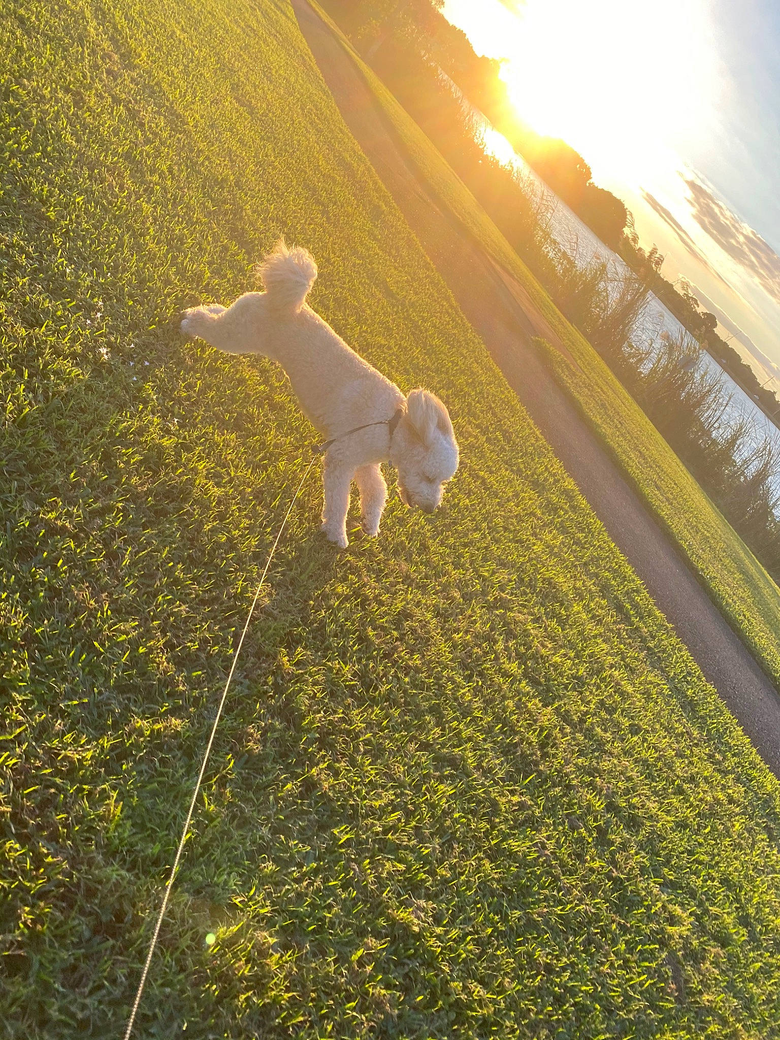 Leo joined the competition — help win amazing prizes! canidae, dog, fawn, field, grass, grass_family, grassland, light, meadow, shadow, sky, sporting_group, sun, sunlight, tree, yellow