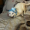 cat, cats, white_cat, tabby_cat, blue_hat, pet, bed, bedroom, bedding, heart_pattern, white_fur, striped_fur, animal, indoor, sleeping_area, funny, costume, portrait, furniture, photography