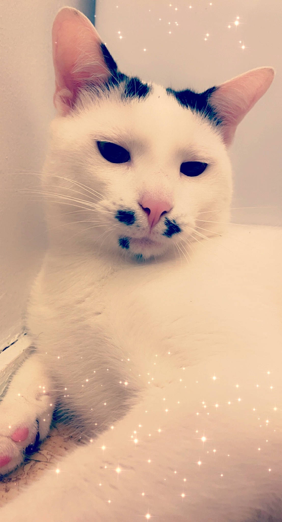 Ramses a rejoint le concours — aidez-le/la à gagner de superbes lots ! carnivore, cat, domestic_short_haired_cat, ear, eye, eyebrow, eyelash, fawn, felidae, fur, iris, jaw, paw, small_to_medium_sized_cats, snout, tail, terrestrial_animal, whiskers