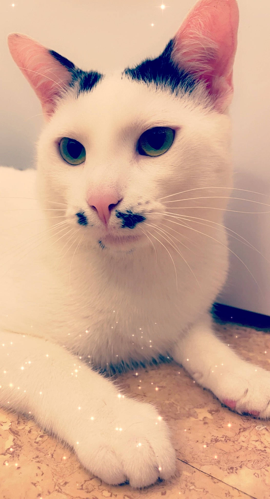 Ramses participe au concours pour gagner de l'argent avec cette photo : blue, carnivore, cat, domestic_short_haired_cat, felidae, fluid, fur, iris, paw, small_to_medium_sized_cats, snout, tail, terrestrial_animal, whiskers