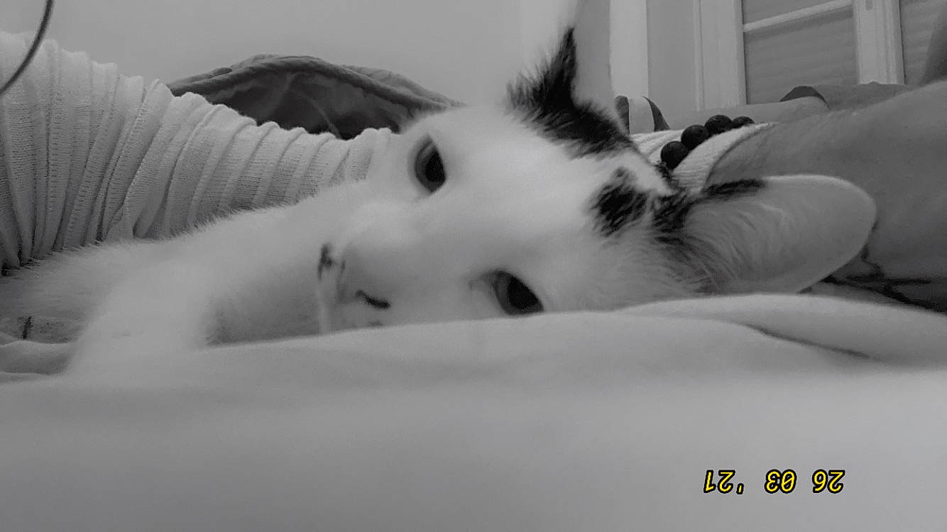 Ramses a rejoint le concours — aidez-le/la à gagner de superbes lots ! carnivore, cat, comfort, domestic_short_haired_cat, ear, eye, eyelash, felidae, fur, hair, head, human_body, iris, jaw, monochrome, monochrome_photography, nose, small_to_medium_sized_cats, snout, whiskers