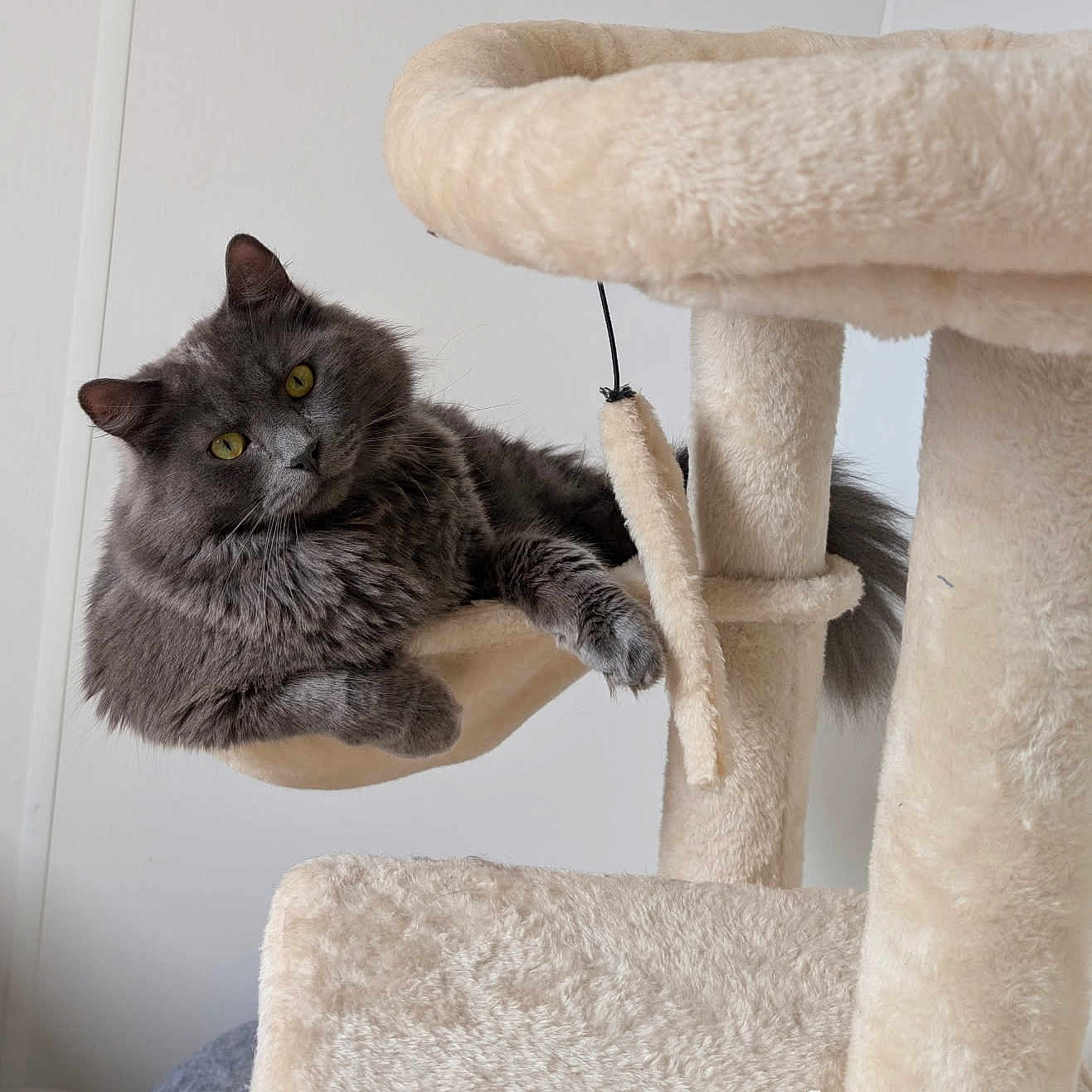 Simba participe au concours pour gagner de l'argent avec cette photo : animal, cat, cat_hammock, cat_tree, claws, cozy, curious, feline, fluffy, fur, gray_cat, home_interior, indoor, pet, playful, relaxed, resting, soft_texture, whiskers, yellow_eyes