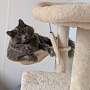 Simba participe au concours pour gagner de l'argent avec cette photo : cat, gray_cat, fluffy_fur, yellow_eyes, cat_tree, hammock, indoor, pet, relaxed, feline, cozy, plush, toy, playful, fur, animal, curious, resting, domestic_cat, house_pet