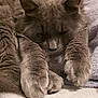 Simba participe au concours pour gagner de l'argent avec cette photo : cat, sleeping, gray_fur, close_up, paws, whiskers, cozy, soft_texture, domestic_animal, pet, relaxation, indoors, feline, resting, cute, fluffy, animal, fur, calm, blanket