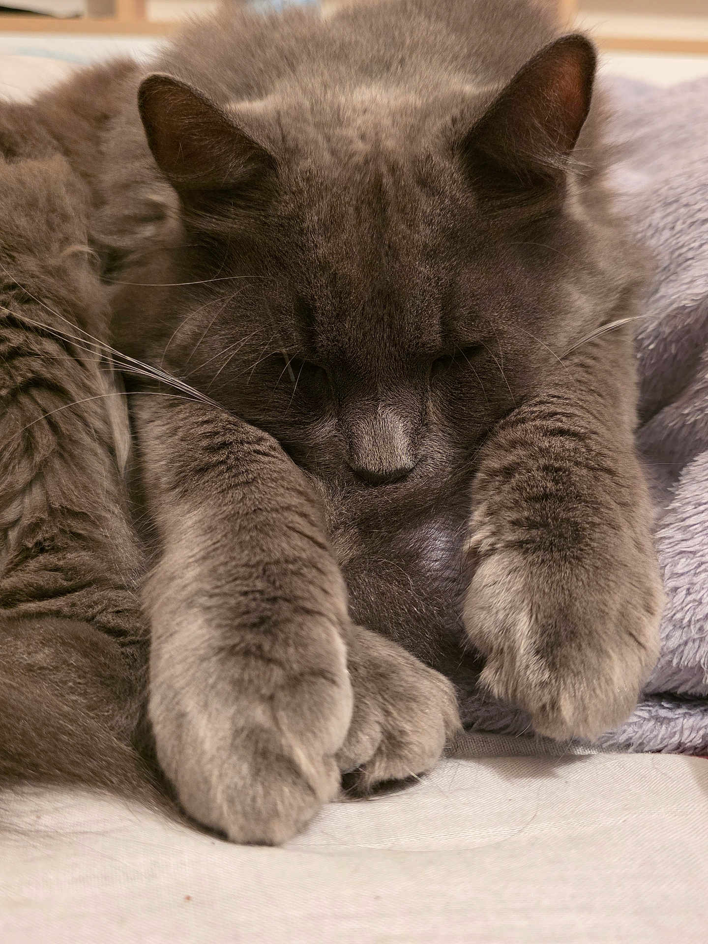 Simba participe au concours pour gagner de l'argent avec cette photo : cat, sleeping, gray_fur, close_up, paws, whiskers, cozy, soft_texture, domestic_animal, pet, relaxation, indoors, feline, resting, cute, fluffy, animal, fur, calm, blanket