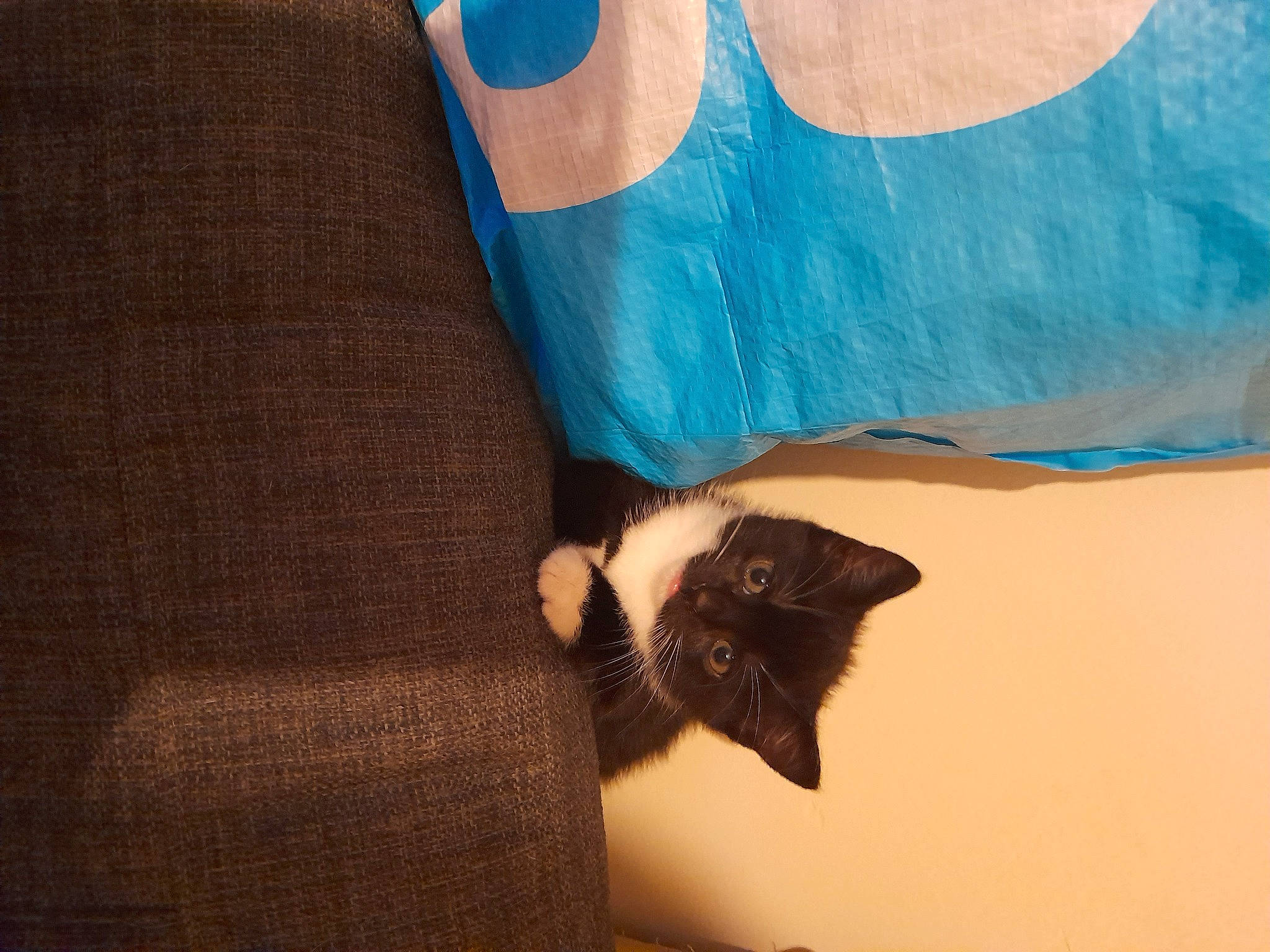 Socks joined the competition — help win amazing prizes! bat, black_cat, carnivore, cat, comfort, domestic_short_haired_cat, electric_blue, felidae, fur, hardwood, linens, pattern, room, sleeve, small_to_medium_sized_cats, tail, textile, tints_and_shades, whiskers, wood