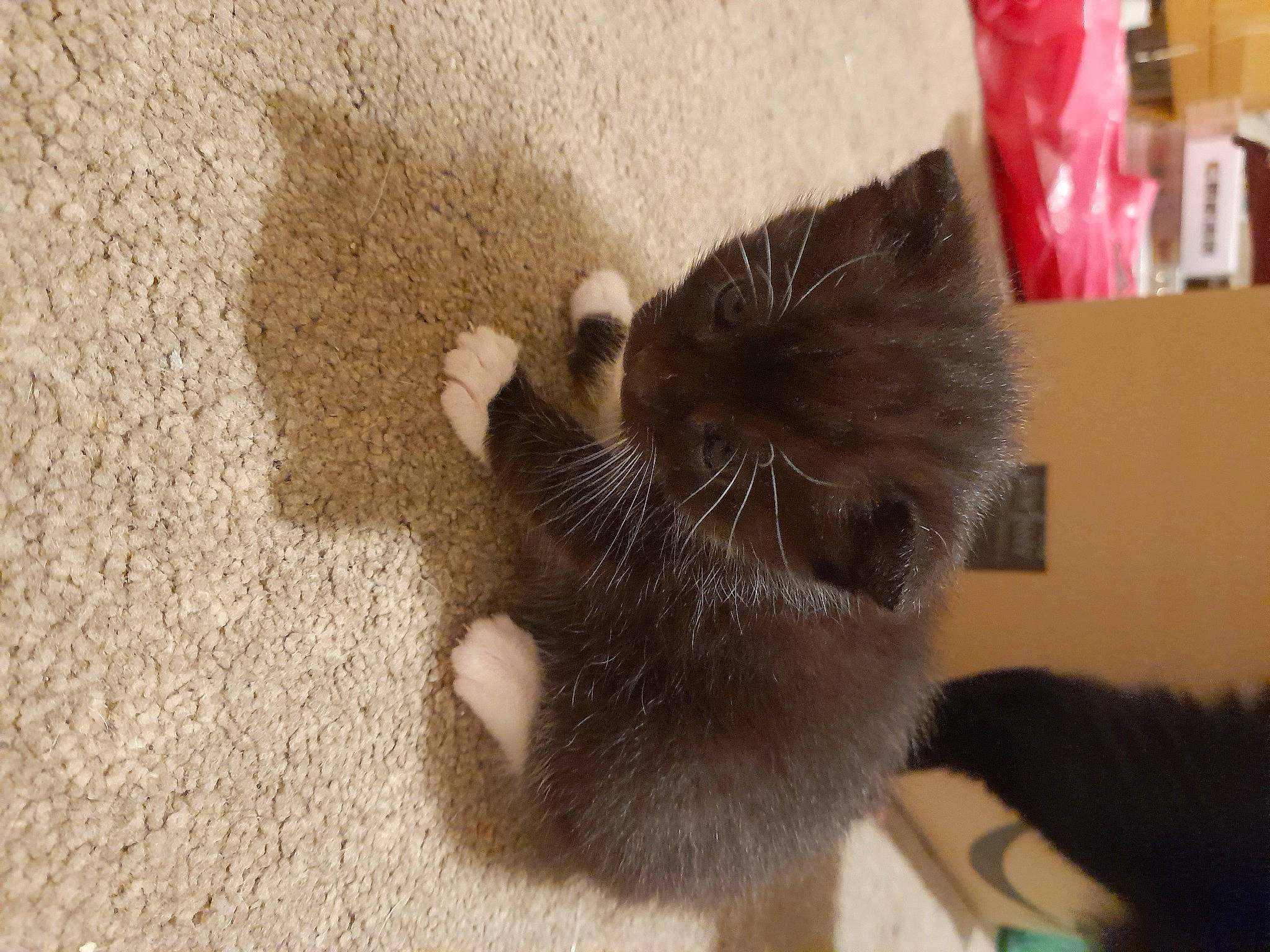 Socks is registered to the contest to win money with this photo: black_cat, box, canidae, carnivore, cat, cat_toy, claw, dog_breed, domestic_short_haired_cat, fawn, felidae, flooring, fur, paw, sand, small_to_medium_sized_cats, snout, tail, terrestrial_animal, whiskers