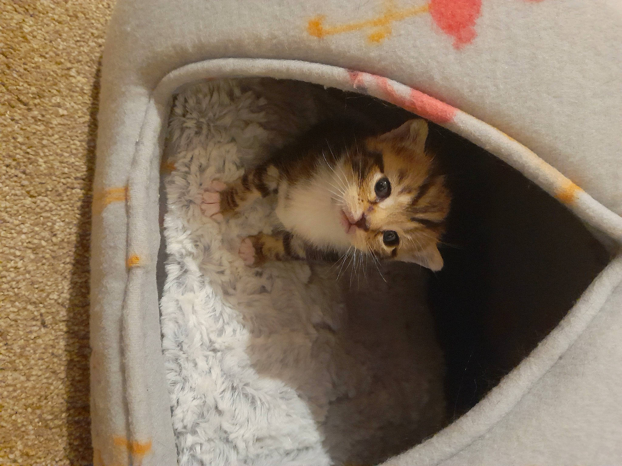 Gibbs is registered to the contest to win money with this photo: carnivore, cat, cat_supply, domestic_short_haired_cat, door, fawn, felidae, fur, paw, pet_supply, small_to_medium_sized_cats, snout, tail, whiskers, window, wood