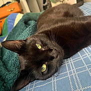 Jaguar is registered to the contest to win money with this photo: cat, black_cat, green_eyes, pet, lying_down, indoor, bed, blanket, knitted_blanket, cozy, close_up, feline, fur, whiskers, relaxed, resting, home, comfort, animal, mammal
