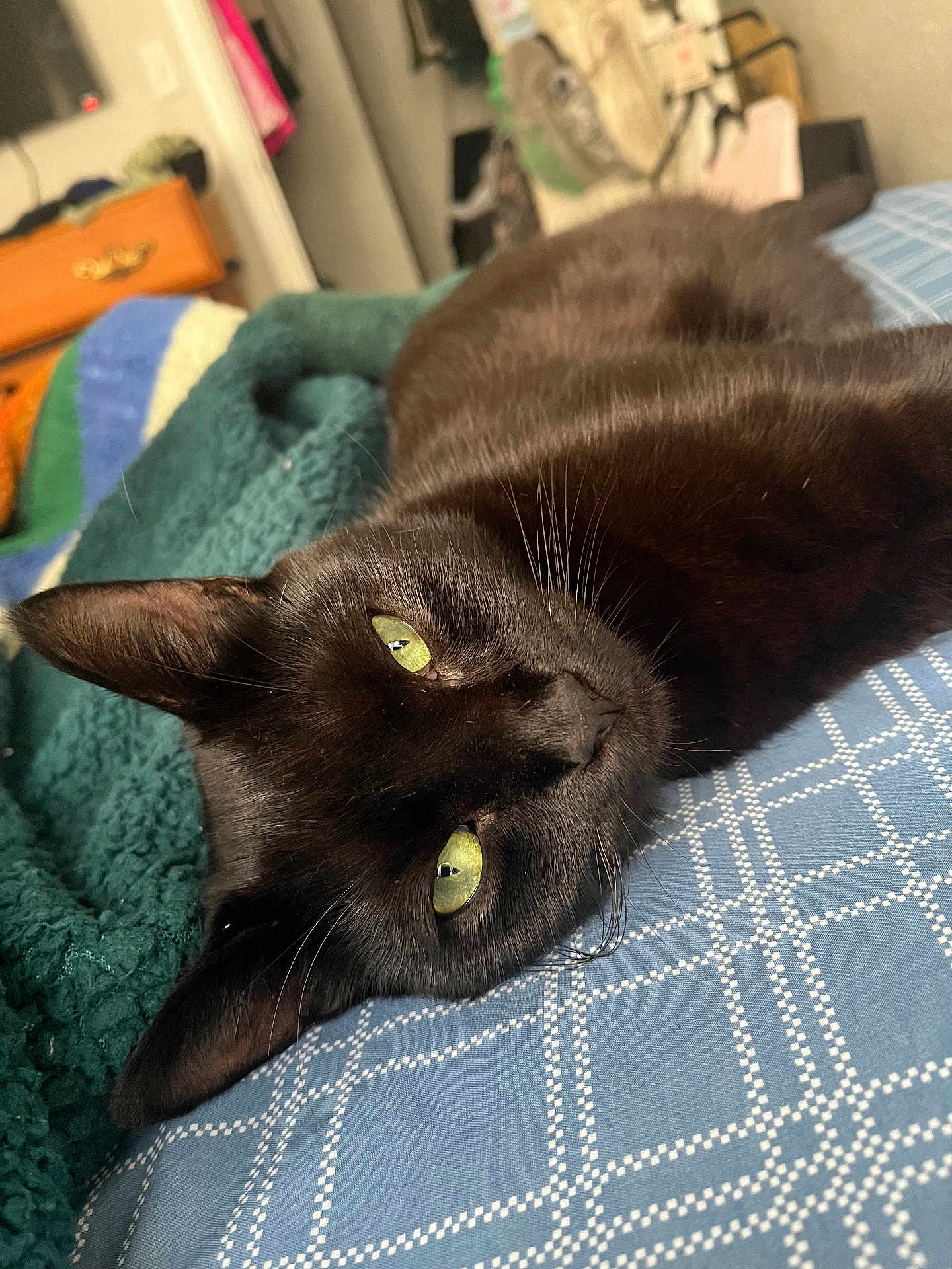 Jaguar is registered to the contest to win money with this photo: cat, black_cat, green_eyes, pet, lying_down, indoor, bed, blanket, knitted_blanket, cozy, close_up, feline, fur, whiskers, relaxed, resting, home, comfort, animal, mammal