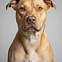 dog, pet, tan_dog, short_fur, brown_eyes, ears, muzzle, chest, portrait, studio, neutral_background, close_up, attentive, domestic_animal, canine, sitting, whiskers, photogenic, headshot, smooth_coat