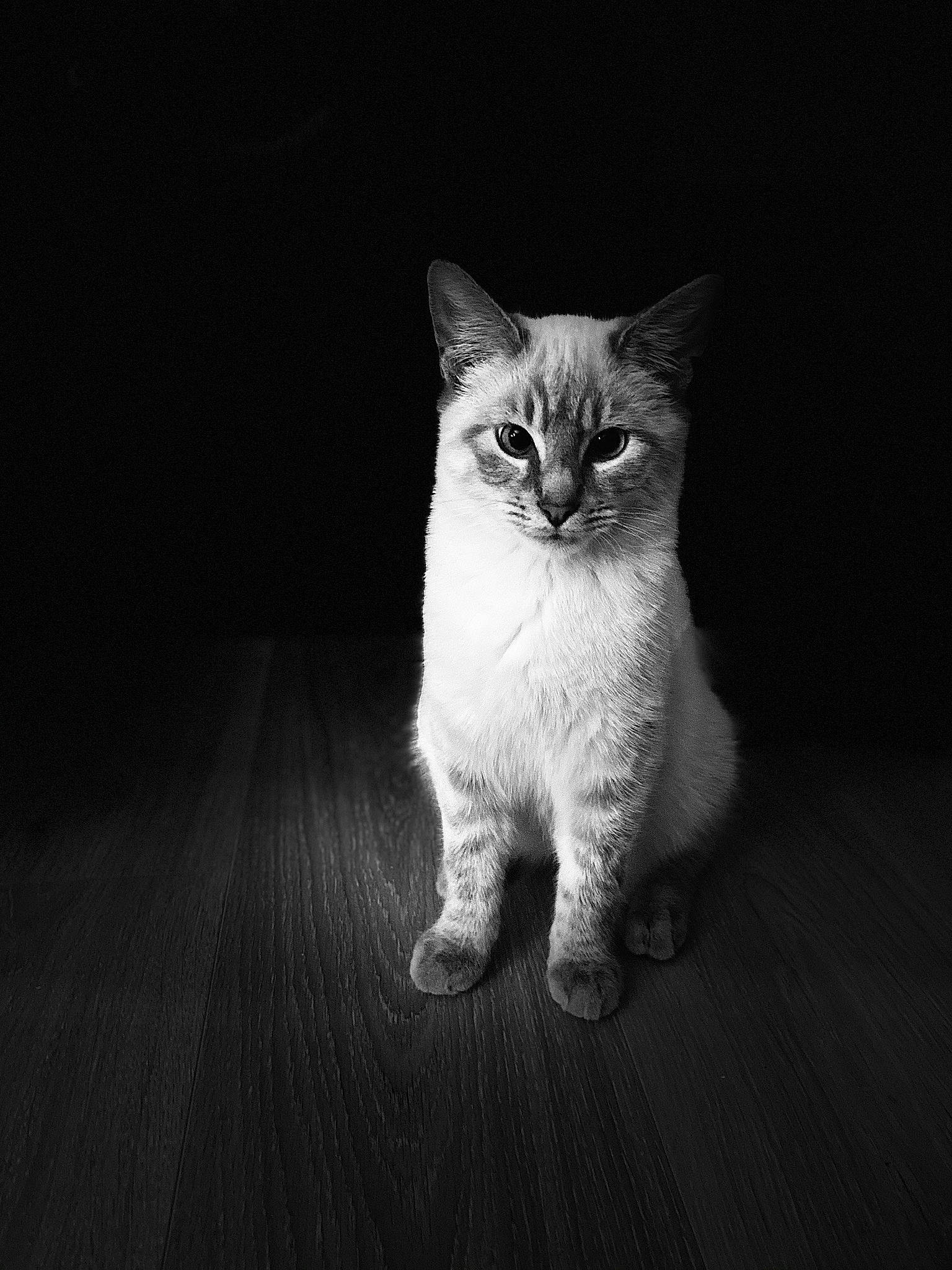 Murphy a rejoint le concours — aidez-le/la à gagner de superbes lots ! carnivore, cat, darkness, domestic_short_haired_cat, eye, fawn, felidae, flooring, fur, grey, human_body, monochrome, monochrome_photography, paw, sky, small_to_medium_sized_cats, snout, tail, whiskers, wood