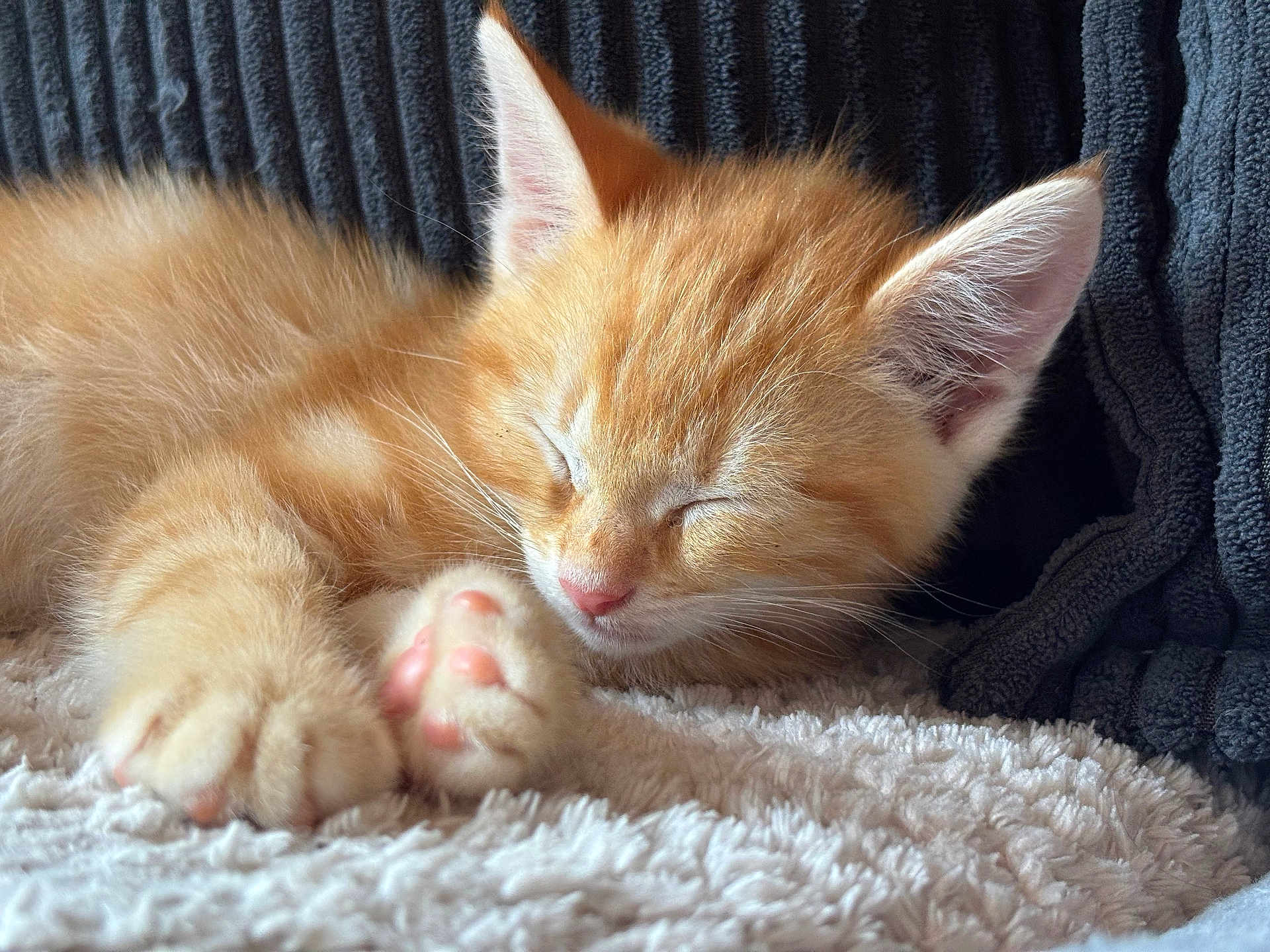 Neko a rejoint le concours — aidez-le/la à gagner de superbes lots ! kitten, cat, sleeping, orange_cat, paw, pink_paw_pads, fur, closeup, cozy, blanket, towel, nap, cute, pet, animal, domestic_cat, resting, indoor, soft_texture, feline