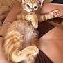Neko participe au concours pour gagner de l'argent avec cette photo : kitten, cat, orange_cat, pet, animal, cute, furry, whiskers, paws, person, arm, holding, relaxing, indoors, cozy, fur, small, young, curious, resting
