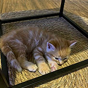 Neko participe au concours pour gagner de l'argent avec cette photo : kitten, cat, animal, pet, orange_tabby, sleeping, resting, indoor, woven_rug, metal_frame, cozy, cute, small, fur, whiskers, paw, floor, relaxed, young, domestic_cat
