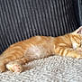 Neko a rejoint le concours — aidez-le/la à gagner de superbes lots ! kitten, cat, sleeping, orange_tabby, paw, fur, cozy, blanket, couch, indoor, pet, animal, soft, relaxing, cute, young, napping, whiskers, feline, resting