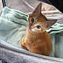 kitten, cat, orange_cat, feline, pet, young_animal, cute, indoor, blanket, carrier, mesh, fur, whiskers, ears, eyes, looking_up, cozy, soft, domestic_animal, resting