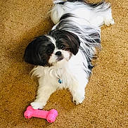 Mia joined the competition — help win amazing prizes! dog, toy, bone, carpet, black_and_white, fluffy, pet, paw, indoor, animal, cute, playful, resting, looking_up, small_dog, fur, companion, domestic, mammal, friendly