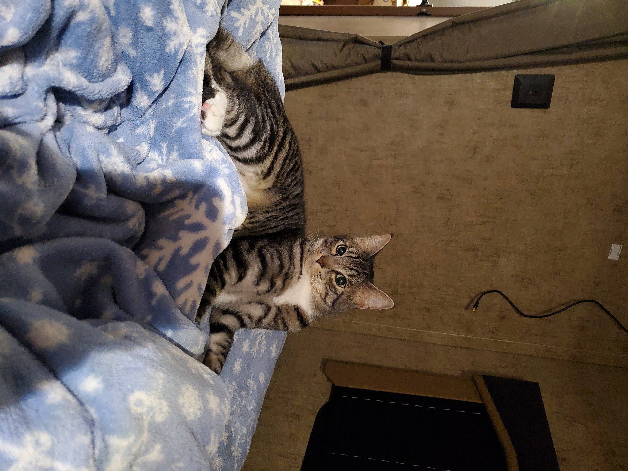 Mookie is registered to the contest to win money with this photo: art, big_cats, building, carnivore, cat, ceiling, door, felidae, fur, grey, pattern, room, sculpture, small_to_medium_sized_cats, snout, tail, terrestrial_animal, whiskers, window, wood