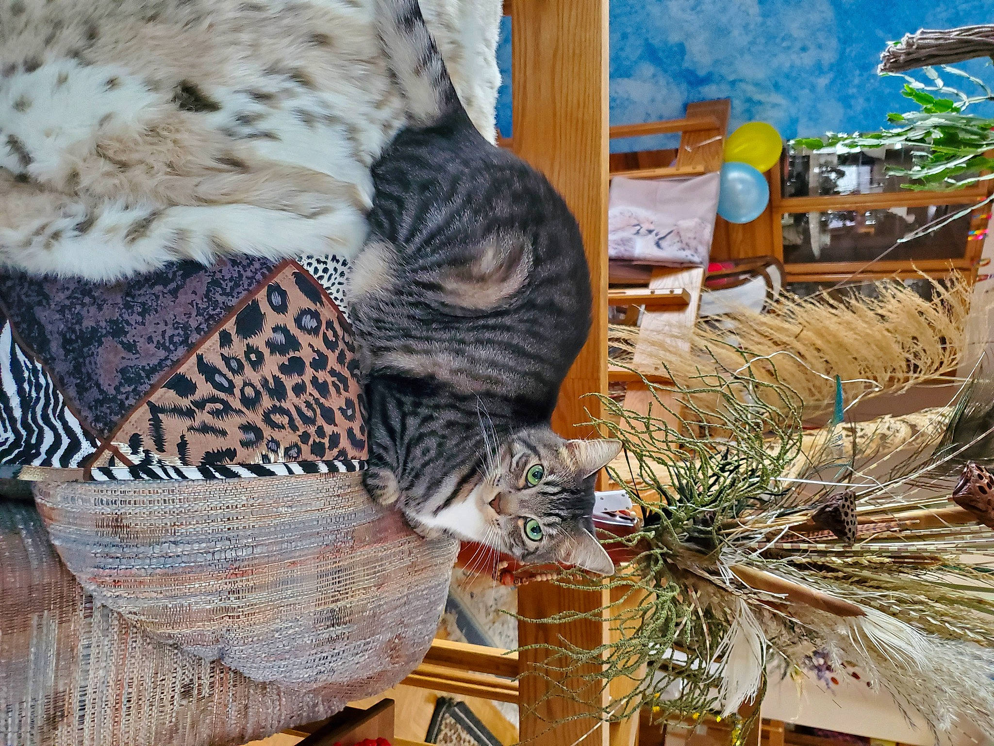 Mookie is registered to the contest to win money with this photo: big_cats, cap, carnivore, cat, event, felidae, fur, hat, leopard, pattern, plant, small_to_medium_sized_cats, tail, terrestrial_animal, textile, vertebrate, whiskers, wood, wool, woolen