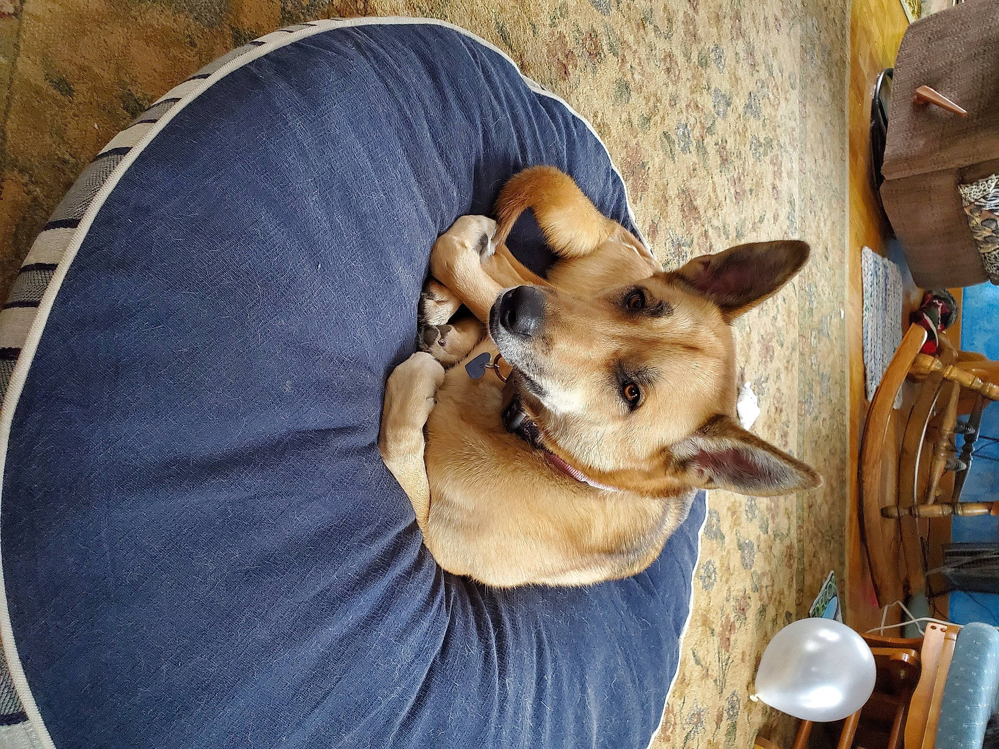 Sadie joined the competition — help win amazing prizes! carnivore, chair, collar, comfort, companion_dog, dog, dog_breed, dog_collar, dog_supply, ear, fur, kitchen_utensil, non_sporting_group, pet_supply, puppy, snout, spoon, toy_dog, wood, working_animal