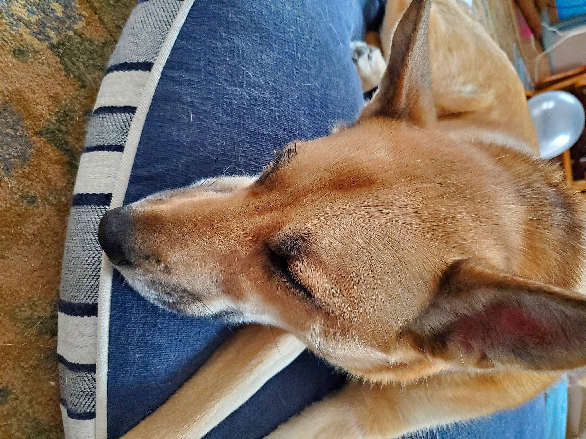 Sadie joined the competition — help win amazing prizes! canidae, carnivore, collar, comfort, companion_dog, dog, dog_breed, dog_collar, dog_supply, ear, fawn, fur, hound, liver, pet_supply, snout, sporting_group, tail, whiskers, working_animal