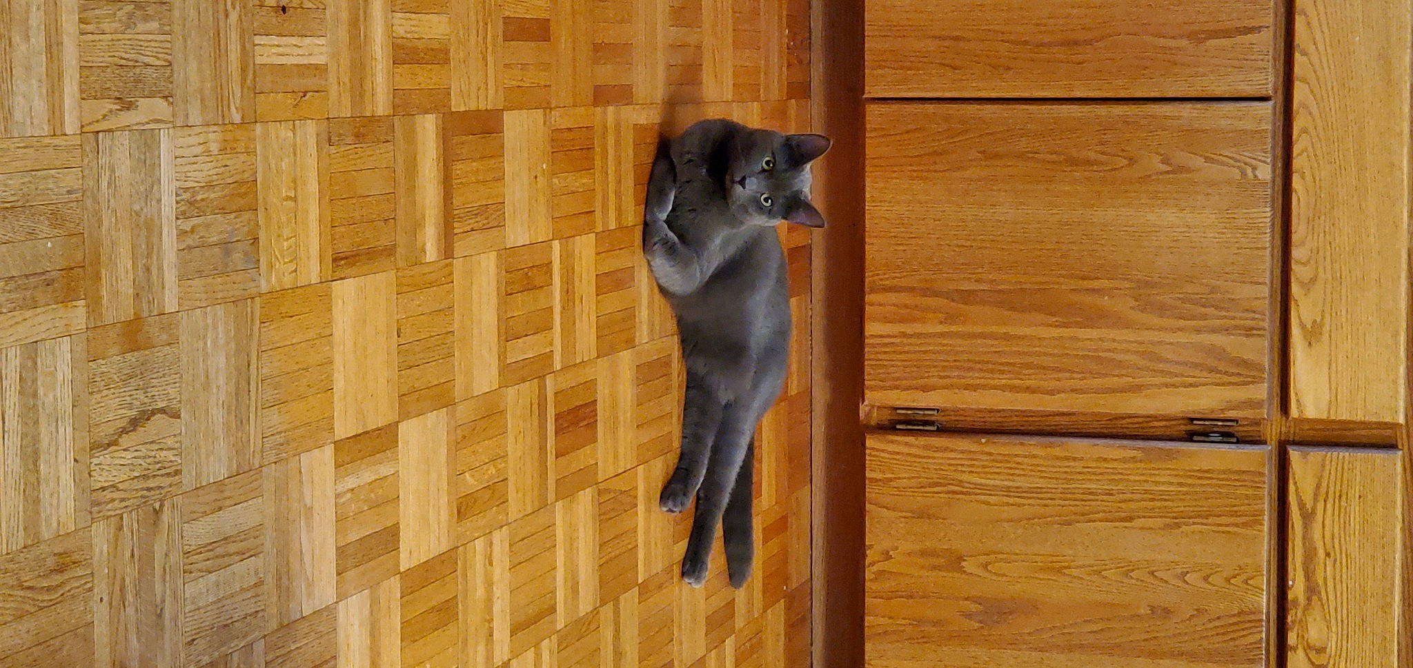 Loki is registered to the contest to win money with this photo: carnivore, dog_breed, fawn, felidae, floor, flooring, guard_dog, hardwood, laminate_flooring, pattern, pet_supply, plank, plywood, sculpture, tail, varnish, wood, wood_flooring, wood_stain, working_animal