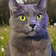 Loki is registered to the contest to win money with this photo: cat, gray_cat, yellow_eyes, animal, pet, feline, portrait, close_up, outdoor, nature, grass, flower, whiskers, ears, fur, wildlife, mammal, looking, alert, cute