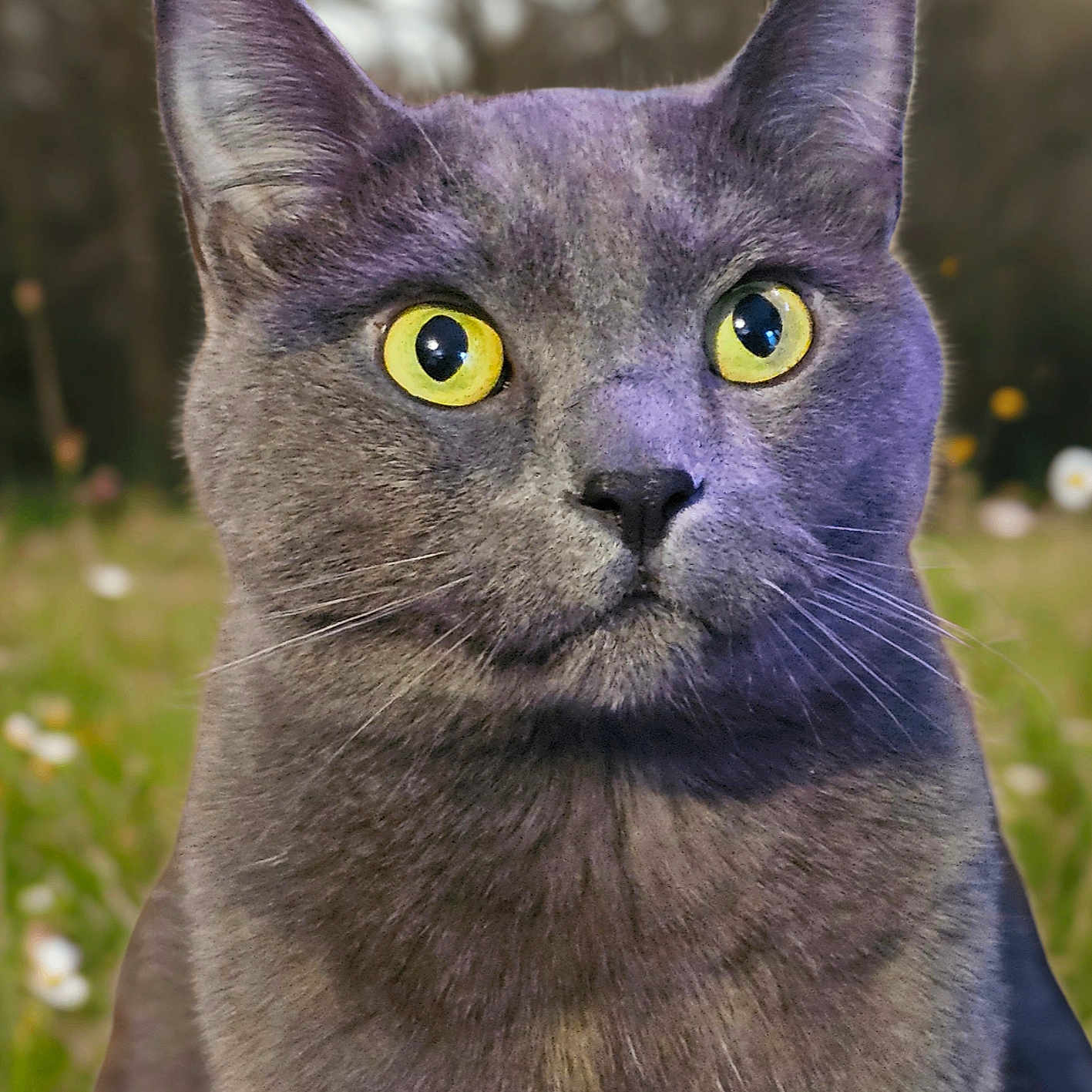 Loki