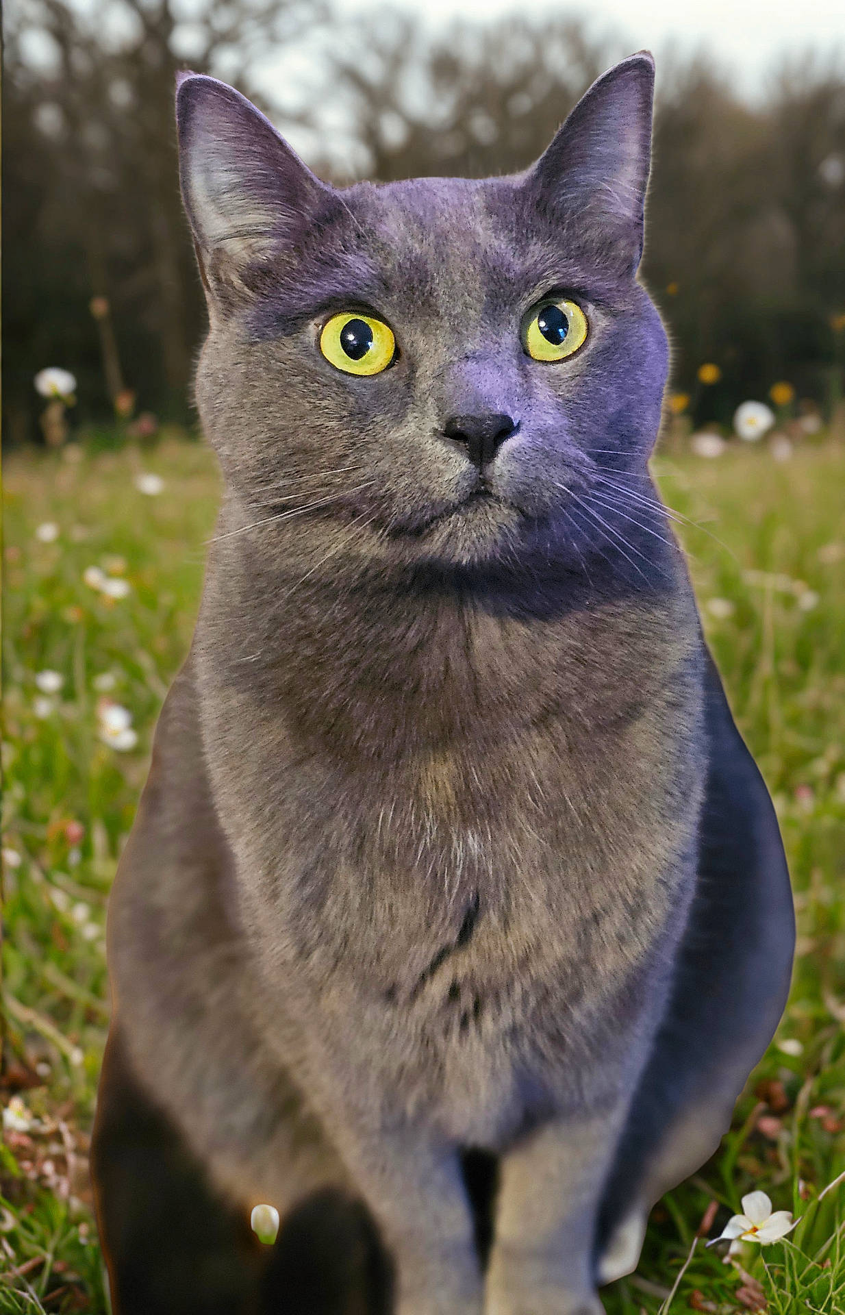 Loki joined the competition — help win amazing prizes! animal, cat, closeup, daylight, ears, feline, field, flowers, forest, fur, grass, gray_cat, nature, outdoor, pet, portrait, sitting, whiskers, wildlife, yellow_eyes