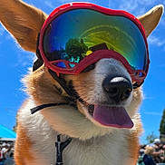 Maxie Seno Liao joined the competition — help win amazing prizes! dog, goggles, close_up, tongue_out, happy, outdoor, blue_sky, reflection, ears, pet, canine, sunlight, summer, fun, animal, playful, portrait, nature, daytime, cool