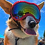 dog, goggles, close_up, tongue_out, happy, outdoor, blue_sky, reflection, ears, pet, canine, sunlight, summer, fun, animal, playful, portrait, nature, daytime, cool