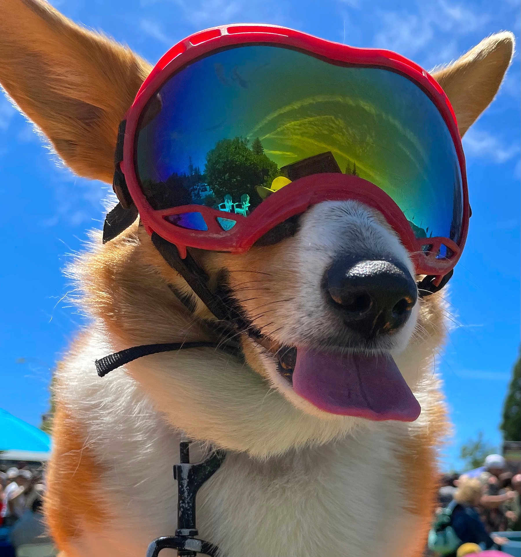 Maxie Seno Liao joined the competition — help win amazing prizes! dog, goggles, close_up, tongue_out, happy, outdoor, blue_sky, reflection, ears, pet, canine, sunlight, summer, fun, animal, playful, portrait, nature, daytime, cool