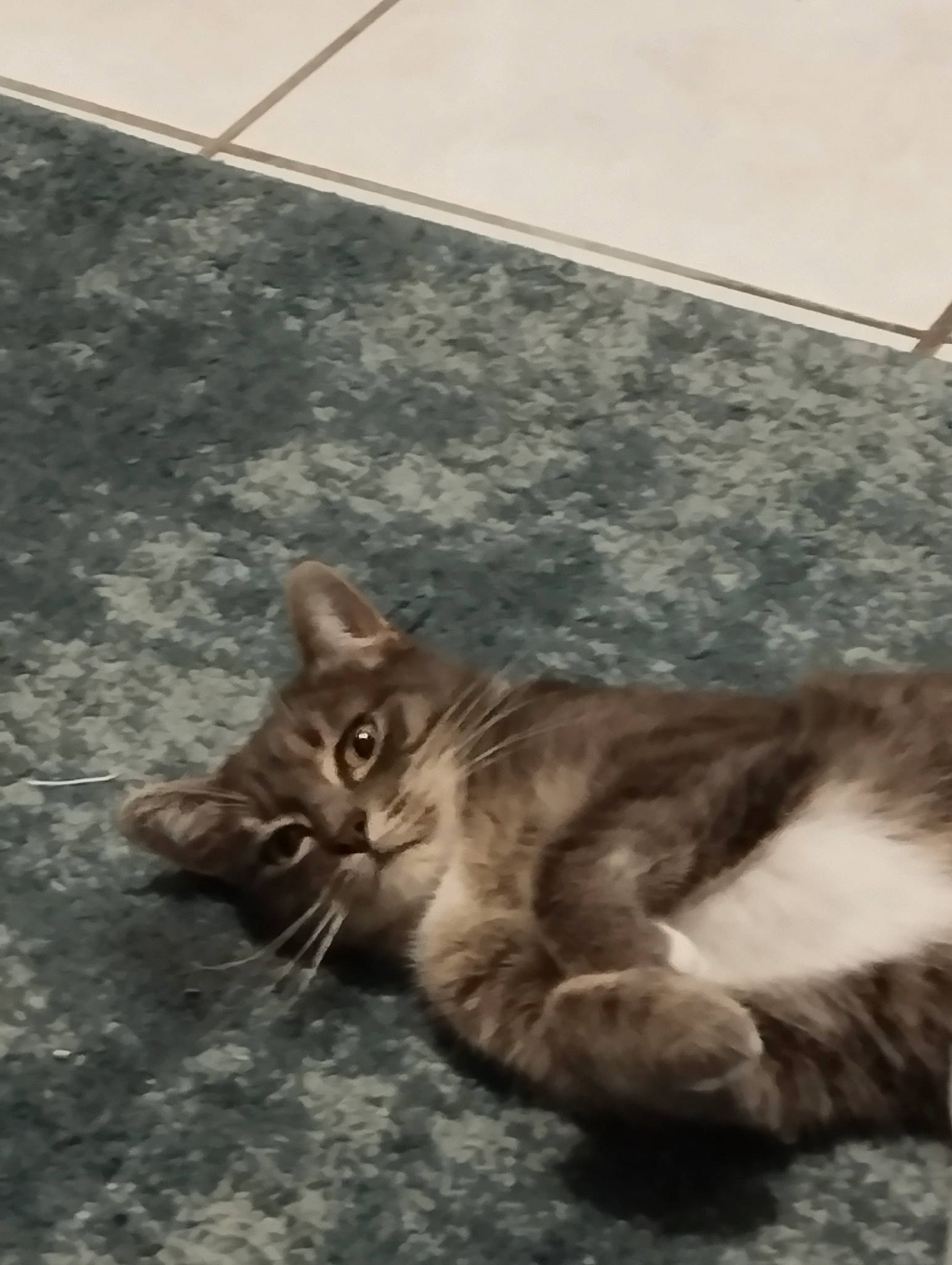 Mala a rejoint le concours — aidez-le/la à gagner de superbes lots ! asphalt, carnivore, cat, claw, comfort, domestic_short_haired_cat, fawn, felidae, flooring, fur, grey, paw, road_surface, small_to_medium_sized_cats, snout, tail, terrestrial_animal, whiskers, wildlife, wood