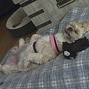 Chewy is registered to the contest to win money with this photo: dog, plush_toy, blanket, pink_harness, indoor, wooden_floor, dog_bed, relaxed, lying_down, fluffy, pet, cute, sleeping, cozy, underbite, fur, canine, resting, blue, plaid