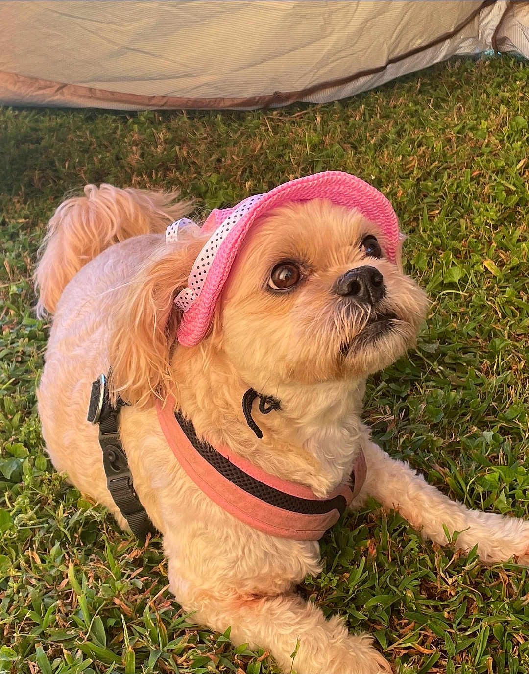 Chewy is registered to the contest to win money with this photo: dog, pet, grass, outdoor, pink_hat, canine, fur, small_dog, animal, cute, leisure, sunhat, harness, nature, mammal, domestic_animal, looking_up, adorable, playful, resting