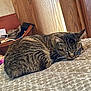 Oddity is registered to the contest to win money with this photo: animal, blanket, cat, closeup, comfort, cozy, domestic, fur, home, indoor, pet, quiet, relaxation, resting, sleeping, soft, striped, tabby, whiskers, wooden_furniture
