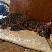 Oddity is registered to the contest to win money with this photo: absorbent_pad, animal, brown, cat, cozy, dishes, domestic, feline, floor, food, fur, indoor, pet, quiet, resting, sleeping, striped, tabby, wall, whiskers