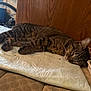 absorbent_pad, animal, brown, cat, cozy, dishes, domestic, feline, floor, food, fur, indoor, pet, quiet, resting, sleeping, striped, tabby, wall, whiskers