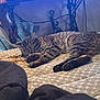 Oddity joined the competition — help win amazing prizes! animal, bedroom, cat, clutter, cozy, domestic, fabric, feline, furniture, home, indoor, mattress, paws, pet_food, quiet, relaxing, resting, sleeping, tabby, tabby_cat