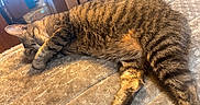 Oddity joined the competition — help win amazing prizes! animal, bed, comfort, cozy, cute, domestic_cat, feline, fur, indoor, mammal, nap, paw, pet, relaxation, resting, sleeping, soft, striped, tabby_cat, whiskers