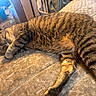 animal, bed, comfort, cozy, cute, domestic_cat, feline, fur, indoor, mammal, nap, paw, pet, relaxation, resting, sleeping, soft, striped, tabby_cat, whiskers