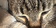 Oddity joined the competition — help win amazing prizes! animal, blanket, cat, close_up, comfort, cozy, cute, ears, feline, fur, indoor, nap, peaceful, pet, resting, sleeping, soft, tabby, warm, whiskers