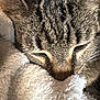 animal, blanket, cat, close_up, comfort, cozy, cute, ears, feline, fur, indoor, nap, peaceful, pet, resting, sleeping, soft, tabby, warm, whiskers